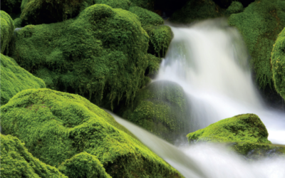 Wasserrechte und Wasserschutzgebiete: Rechtliche und technische Aspekte